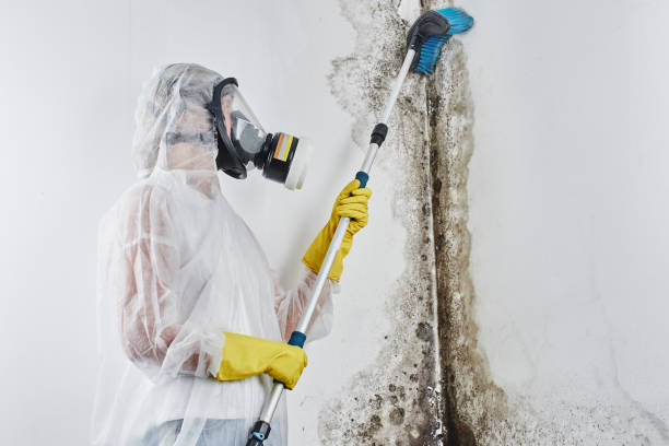 Best Residential Mold Removal  in Waterloo, IN