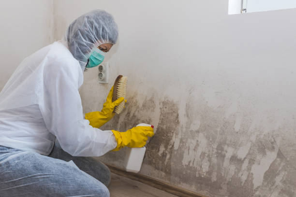 Best Office Mold Removal Services  in Waterloo, IN