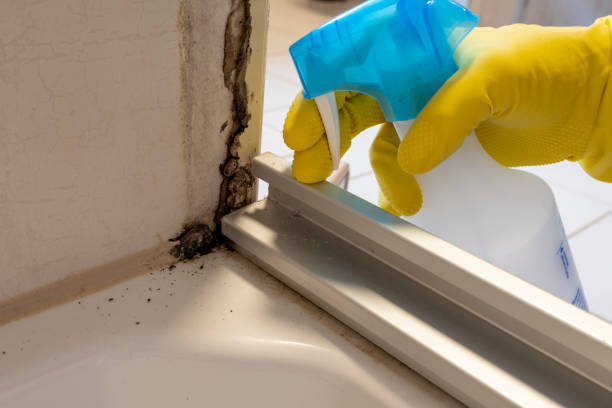 Best Emergency Mold Removal  in Waterloo, IN
