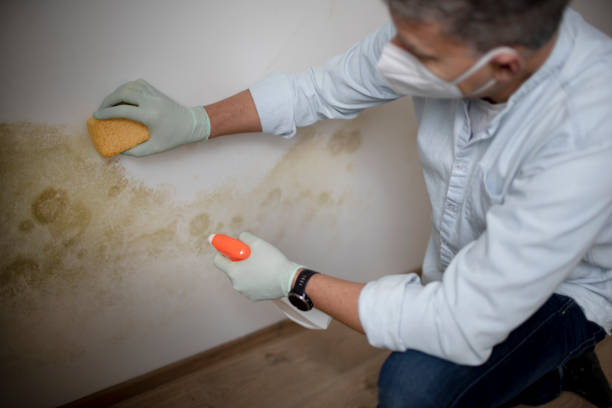 Best Toxic Mold Removal  in Waterloo, IN