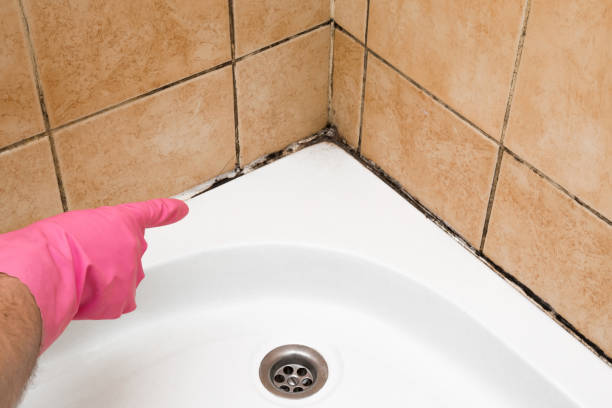 Best Local Mold Removal Service  in Waterloo, IN